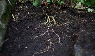 種植人參，做好這五步，可保證高產(chǎn)優(yōu)質(zhì)黑參產(chǎn)品