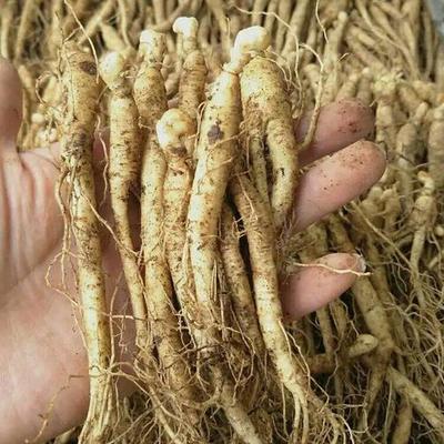 鮮參與西洋參 滋補雙璧的功效與選擇